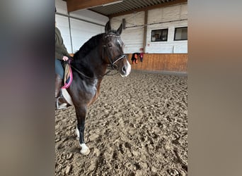 Welsh C (of Cob Type), Mare, 8 years, 13,2 hh, Bay-Dark