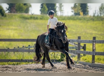 Welsh C (of Cob Type), Mare, 8 years, 14,2 hh, Black