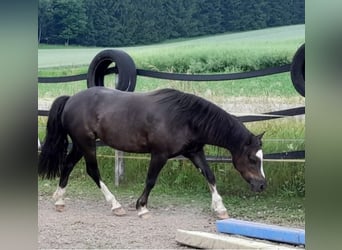 Welsh C (of Cob Type), Mare, 9 years, 12,1 hh, Chestnut