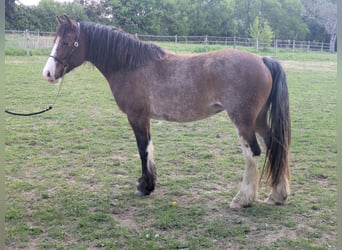 Welsh C (of Cob Type), Mare, 9 years, 13.1 hh, Brown
