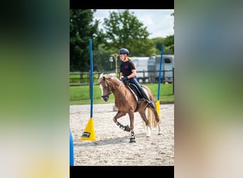 Welsh C (of Cob Type), Mare, 9 years, 13 hh, Chestnut-Red