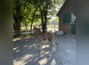 Welsh C (of Cob Type), Mare, Foal (05/2025), 12,1 hh, Chestnut-Red