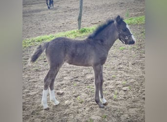 Welsh C (of Cob Type), Mare, Foal (04/2026), 13 hh, Black