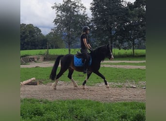 Welsh C (of Cob Type), Stallion, 18 years, 13 hh, Smoky-Black