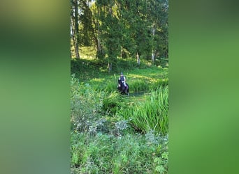 Welsh C (of Cob Type), Stallion, 18 years, 13 hh, Smoky-Black
