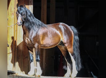 Welsh C (of Cob Type), Stallion, 18 years, 13 hh, Smoky-Black