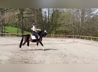 Welsh C (of Cob Type), Stallion, 18 years, 13 hh, Smoky-Black