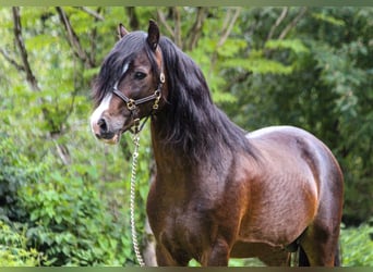 Welsh C (of Cob Type), Stallion, 18 years, 13 hh, Smoky-Black