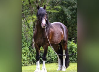 Welsh C (of Cob Type), Stallion, 18 years, 13 hh, Smoky-Black