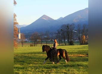 Welsh C (of Cob Type), Stallion, 18 years, 13 hh, Smoky-Black