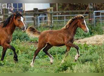 Welsh C (of Cob Type), Stallion, 2 years, 13.1 hh, Brown