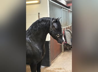 Welsh C (of Cob Type), Stallion, 4 years, 12,2 hh, Black