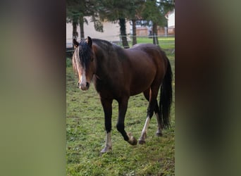 Welsh C (of Cob Type), Stallion, 4 years, 13.1 hh, Brown