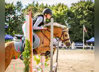 Welsh C (of Cob Type), Stallion, 5 years, 12,3 hh, Palomino