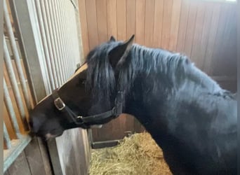 Welsh C (of Cob Type), Stallion, 8 years, 13,1 hh, Black