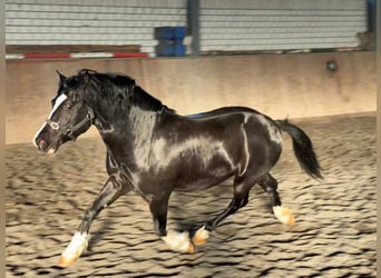 Welsh C (of Cob Type), Stallion, 8 years, 13,1 hh, Black