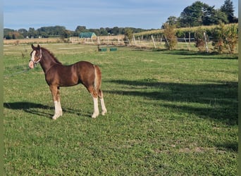 Welsh C (of Cob Type), Stallion, Foal (05/2026), 13.1 hh, Chestnut