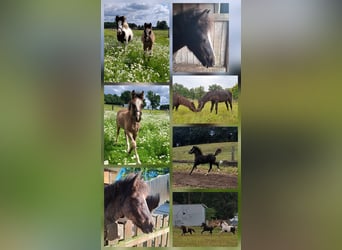 Welsh C (of Cob Type) Mix, Stallion, Foal (05/2025), 13,1 hh, Black