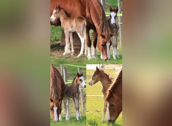 Welsh C (of Cob Type), Stallion, Foal (04/2026), Sabino