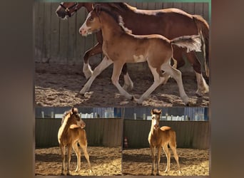 Welsh C (of Cob Type), Stallion, Foal (04/2026), Sabino