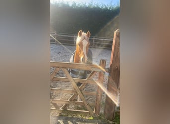 Welsh-C, Ruin, 10 Jaar, 130 cm, Palomino