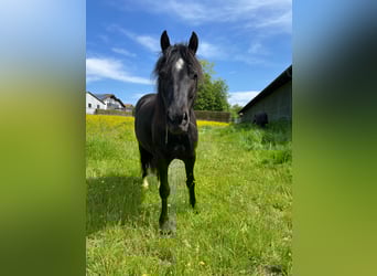 Welsh-C, Ruin, 10 Jaar, 134 cm, Zwart