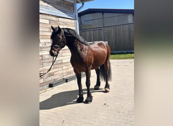 Welsh-C, Ruin, 10 Jaar, 148 cm, Donkerbruin