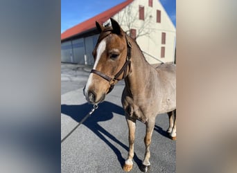 Welsh-C Mix, Ruin, 10 Jaar, Roan-Red