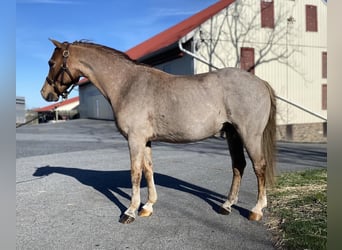Welsh-C Mix, Ruin, 10 Jaar, Roan-Red