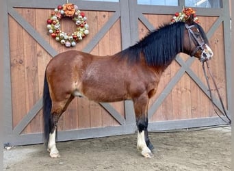 Welsh-C, Ruin, 11 Jaar, 117 cm, Roodbruin