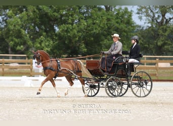 Welsh-C, Ruin, 12 Jaar, 132 cm, Vos