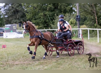 Welsh-C, Ruin, 12 Jaar, 132 cm, Vos