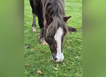 Welsh-C, Ruin, 12 Jaar, Donkere-vos