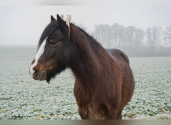 Welsh-C, Ruin, 14 Jaar, 127 cm, Bruin