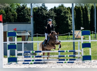 Welsh-C, Ruin, 14 Jaar, 134 cm, Vos