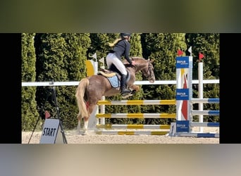 Welsh-C, Ruin, 14 Jaar, 134 cm, Vos