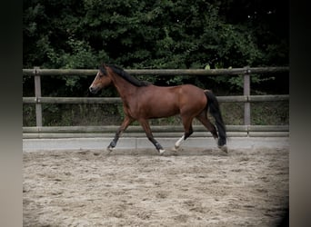 Welsh-C, Ruin, 14 Jaar, 142 cm, Bruin