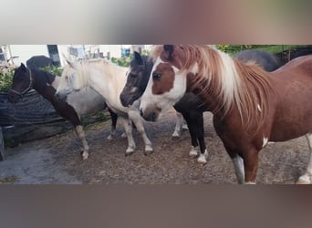 Welsh-C Mix, Ruin, 22 Jaar, 130 cm, Zwart