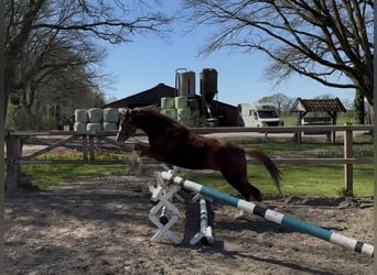 Welsh-C, Ruin, 3 Jaar, 136 cm, Vos