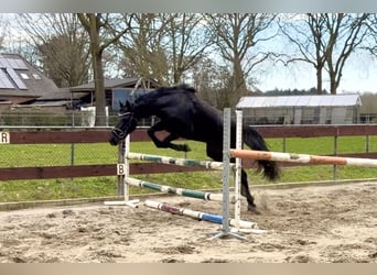 Welsh-C Mix, Ruin, 3 Jaar, 144 cm, Zwart