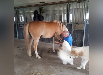 Welsh-C, Ruin, 4 Jaar, 140 cm, Vos