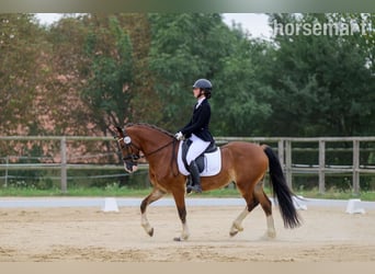 Welsh-C, Ruin, 4 Jaar, 157 cm, Roodbruin