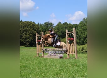 Welsh-C, Ruin, 5 Jaar, 124 cm, Champagne