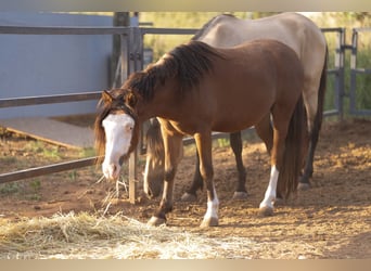 Welsh-C Mix, Ruin, 5 Jaar, 130 cm, Bruin