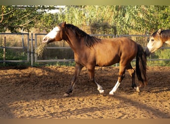 Welsh-C Mix, Ruin, 5 Jaar, 130 cm, Bruin