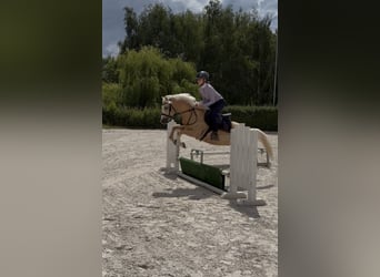Welsh-C, Ruin, 5 Jaar, 133 cm, Palomino