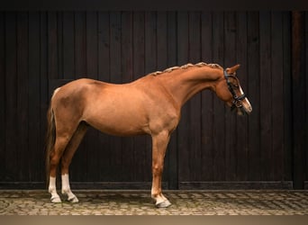 Welsh-C, Ruin, 5 Jaar, 135 cm, Vos