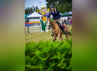 Welsh-C, Ruin, 5 Jaar, 136 cm, Palomino