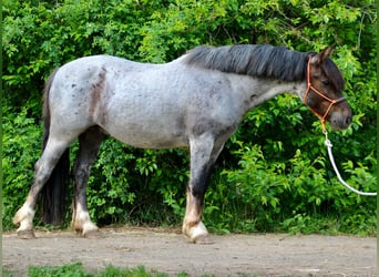 Welsh-C, Ruin, 5 Jaar, 140 cm