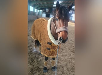 Welsh-C, Ruin, 5 Jaar, 145 cm, Donkerbruin